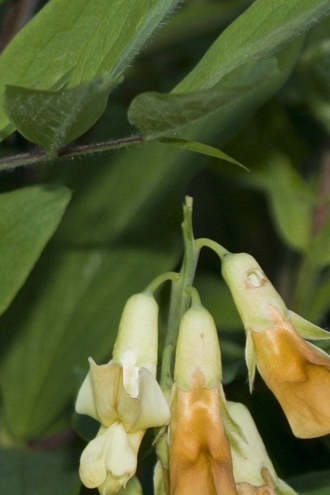 Lathyrus laevigatus subsp. occidentalis (=Lathyrus ochraceus ssp. occidentalis)